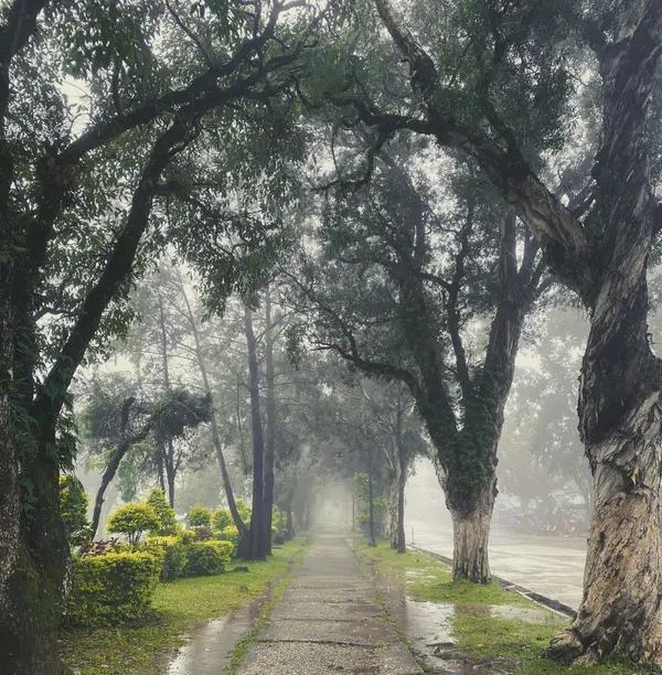 A misty, tree-lined walkway in Baguio on a cool rainy day