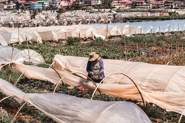 A farmer tending rows of strawberry plants in the Baguio highlands